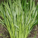 'Jiemei' Green-Stem Water Spinach Seeds, 20g