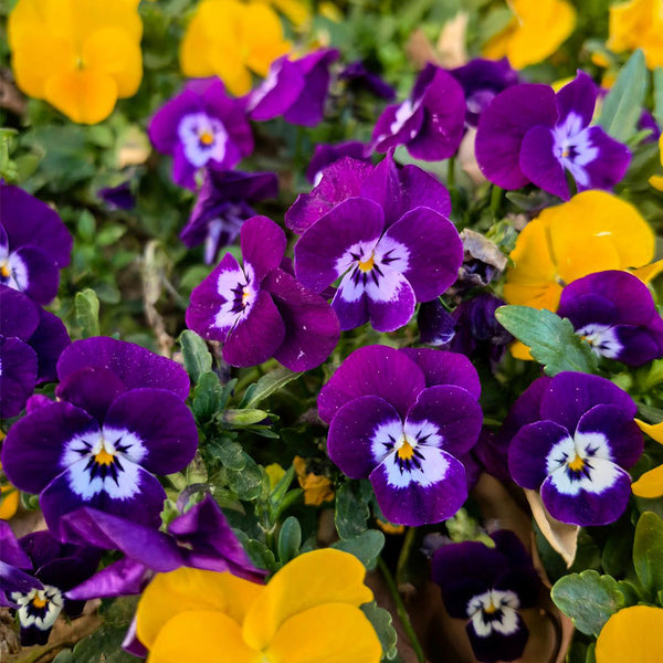 Hezhichun Pansy 'Ziyan', 30 Seeds