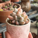 Echeveria 'Perfume'‌, 2pcs x 1-head