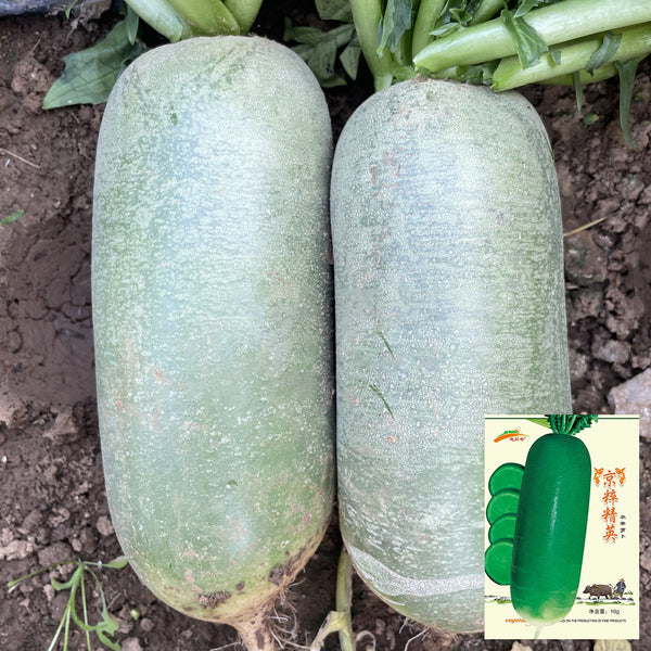 Jingcui Elite Fruit Radish Seeds, 10g