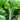'Tender Sprout No.3' Choy Sum Seeds, 10g