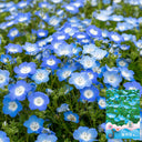 Hezhichun Baby Blue Eyes, 30 Seeds
