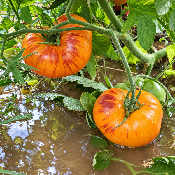 428 Orange Chupa Chups Tomato, 5 Seeds