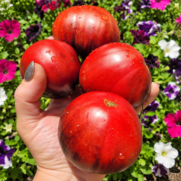 345 Junior Sergeant Tomato, 5 Seeds
