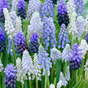 Mixed Color Grape Hyacinth, 50 Seeds