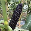 Black Sweet Waxy Corn No.7 Seeds, 100g