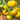 848 Amber Room Tomato, 5 Seeds