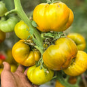 848 Amber Room Tomato, 5 Seeds