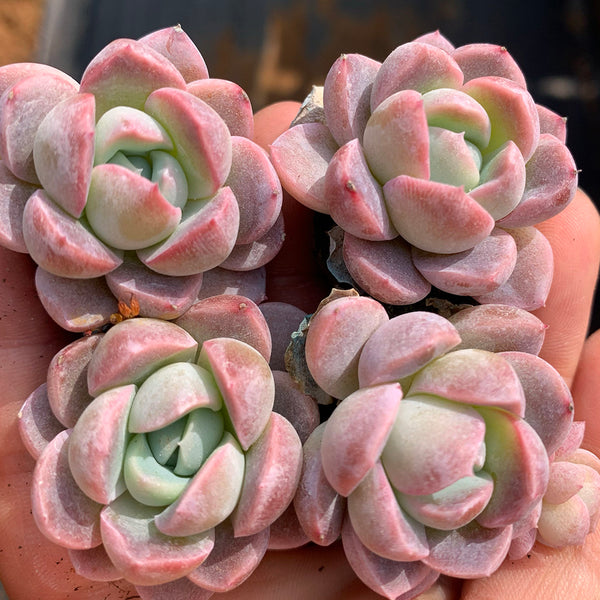 Echeveria Lauii, 3pcs x 1-head