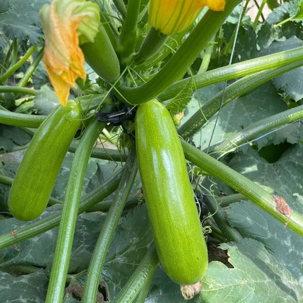 'Zaoqing No.1' Zucchini Seeds, 5g