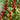 Strawberry Spinach, 200 Seeds
