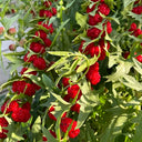 Strawberry Spinach, 200 Seeds