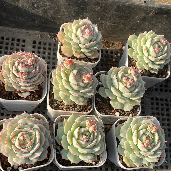 Echeveria derenbergii Captain Hay, 1pc x 1-head