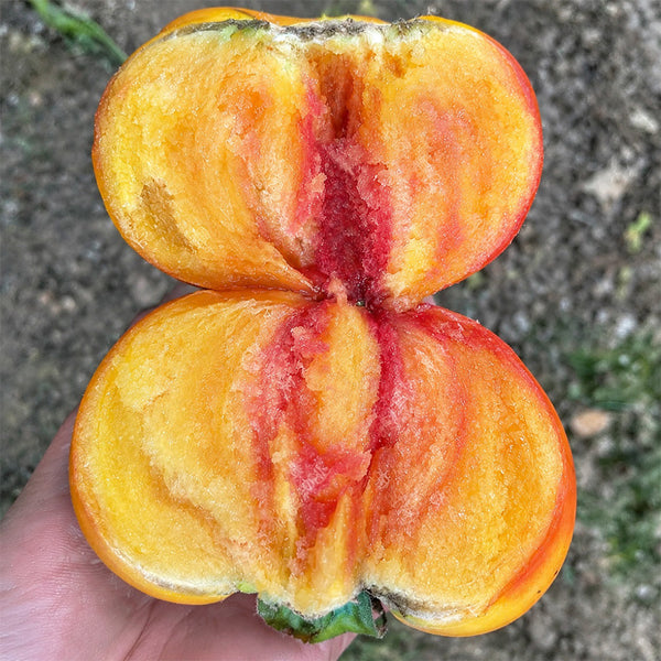 U2608 Cocktail Fruit Tomato, 20 Seeds