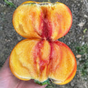 U2608 Cocktail Fruit Tomato, 20 Seeds