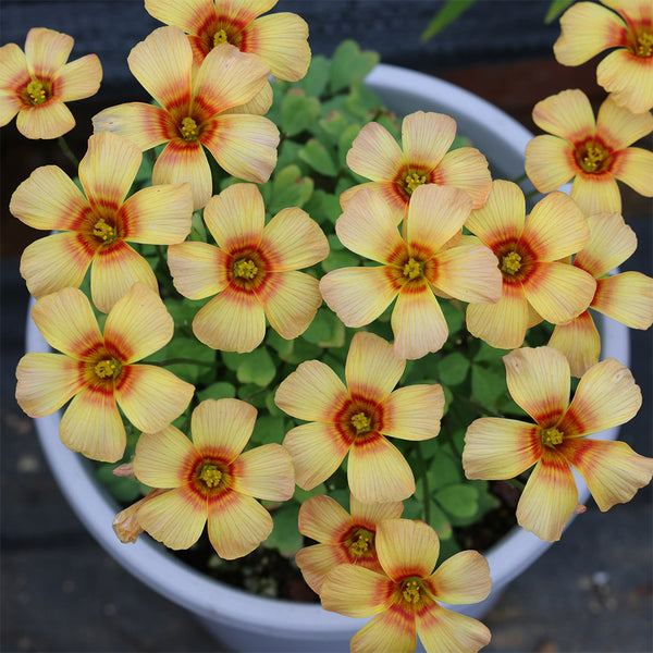 Oxalis obtusa Series Bulb -  'Phoenix', 1 Bulb