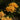 Golden Spider Lily, 3 Bulbs