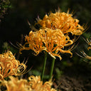 Golden Spider Lily, 3 Bulbs