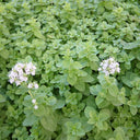 American Sweet Marjoram Seeds, 200 Seeds