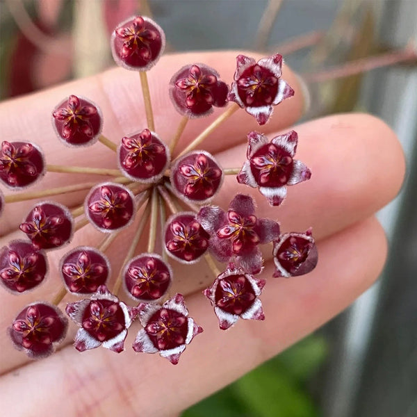 Hoya rosita, 5 Cuttings