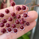Hoya rosita, 5 Cuttings