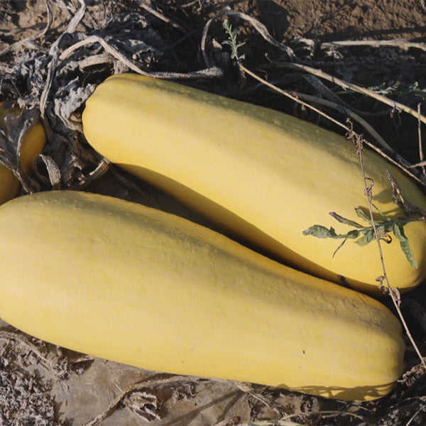 Seed-used Zucchini, 15 Seeds