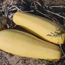Seed-used Zucchini, 15 Seeds