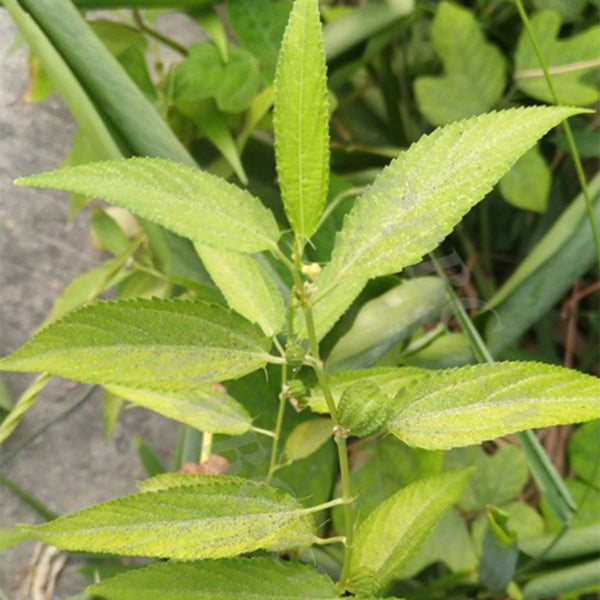 Jute (Corchorus capsularis L.), 100 Seeds