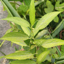 Jute (Corchorus capsularis L.), 100 Seeds