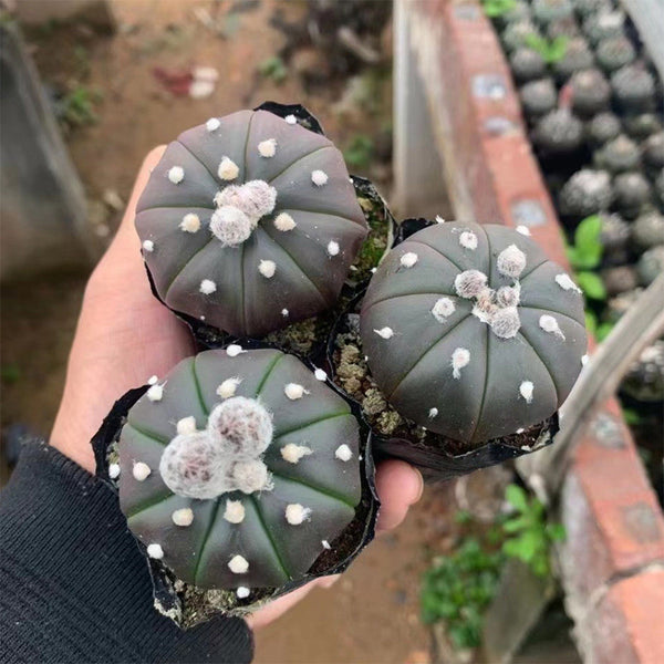 Astrophytum asterias 'Purple Skin', 2-3cm