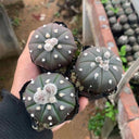 Astrophytum asterias 'Purple Skin', 2-3cm