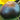 731 Lacadero Tomato, 5 Seeds