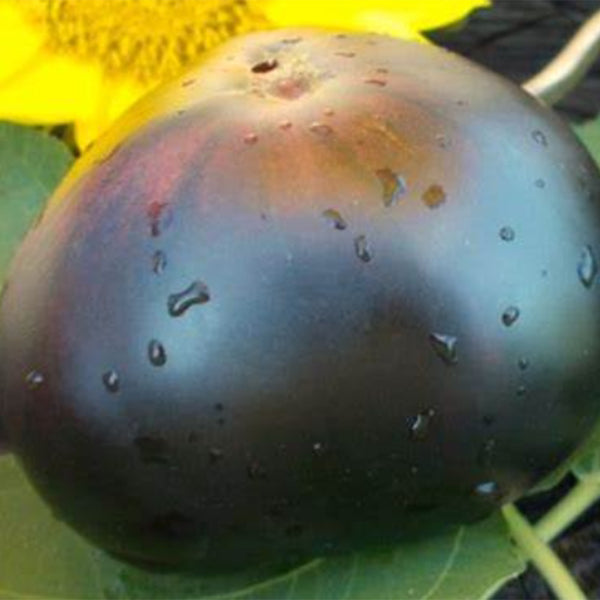 731 Lacadero Tomato, 5 Seeds