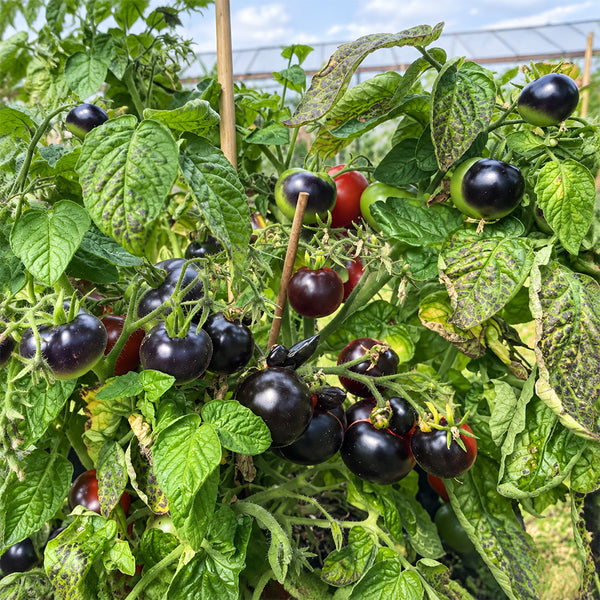 26 Blaue Zimmertomate Micro Dwarf Tomato, 5 Seeds