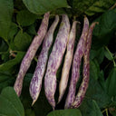 Purple Speckled Kidney Bean, 50 Seeds