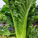 'Cuiqing 55' Qingmaye Chinese Cabbage Seeds, 4g