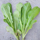 Agricultural Research Round-Leaf Lettuce Seeds, 10g