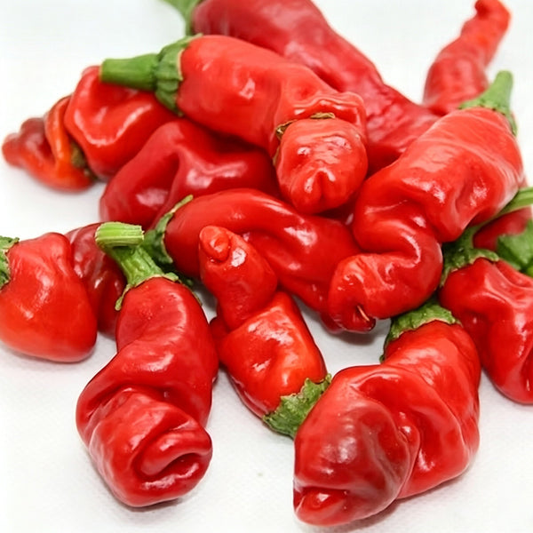 Red Peter Pepper, 10 ~ 20 Seeds