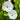 Polar Fox Morning Glory, 3 Seeds