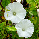 Polar Fox Morning Glory, 3 Seeds