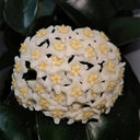 Hoya carnosa 'White Phoenix', 1 Cutting