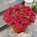 W1338 Double Zahara Cherry Zinnia, 5 Seeds