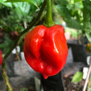 Red Habanero Pepper, 20 ~ 30 Seeds