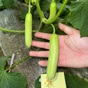 Cream No.3 Mini Cucumber Seeds, 10 Seeds