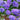 Super Bingo Series Blue Pansy Seeds, 100 Seeds