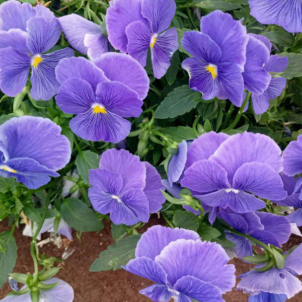 Super Bingo Series Blue Pansy Seeds, 100 Seeds