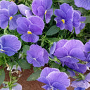 Super Bingo Series Blue Pansy Seeds, 100 Seeds