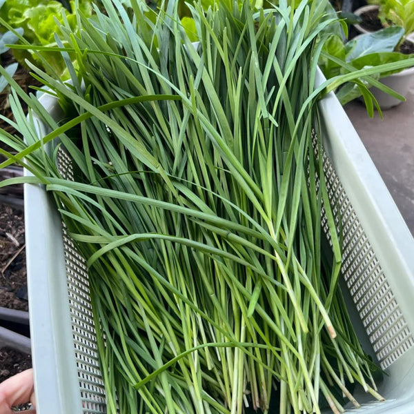Fine-Leaf Snow Leek Seeds, 10g