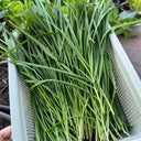 Fine-Leaf Snow Leek Seeds, 10g