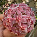Hoya carnosa 'Freckles Splash', 3 Cuttings
